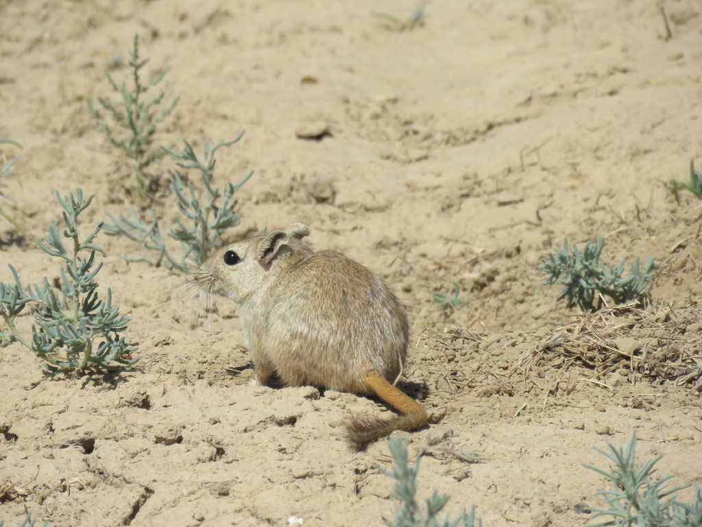 Libyan Jird from Qazvin, IRQZ, IR on May 29, 2017 at 1139 AM by