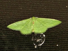 Chlorissa attenuata