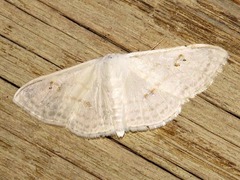 Somatina centrophora