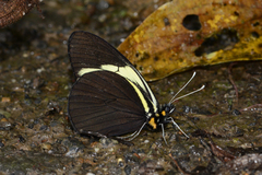 Pereute charops peruviana