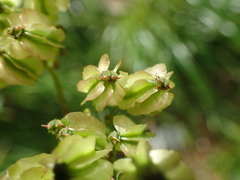 Laserpitium nestleri