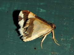 Ligdia batesii