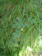 Laserpitium nestleri