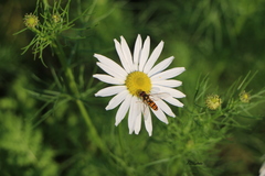 Episyrphus balteatus