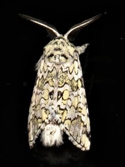 Pseudorethona albicans