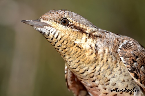 Eurasian Wryneck