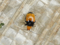 Bicolorizea basalis
