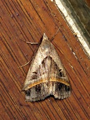 Acantholipes circumdata