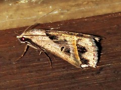 Acantholipes circumdata