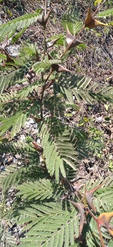 Cornezuelo (Vachellia cornigera)