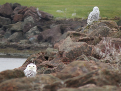 Bubo scandiacus image