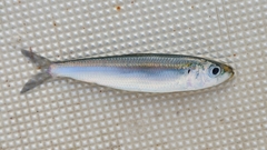 Round Sardinella photo 5