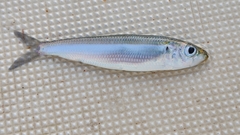 Round Sardinella photo 4