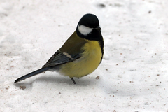 Parus major