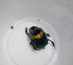 Sulcophanaeus imperator