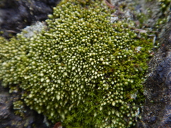 Bryum argenteum