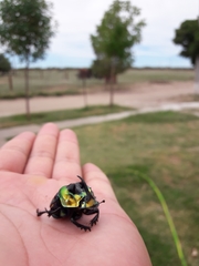 Sulcophanaeus imperator