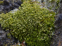 Bryum argenteum