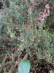 Erica cinerea