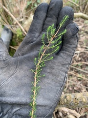 Erica cinerea