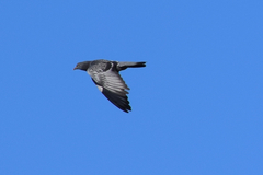 Columba livia