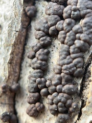 Jackrogersella cohaerens