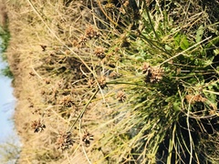 Cyperus elegans