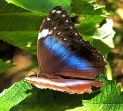 Morpho helenor achillides