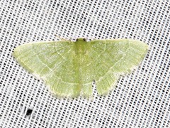 Chlorissa attenuata