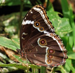 Morpho helenor achillides