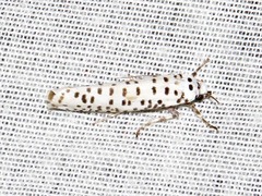 Yponomeuta strigillatus