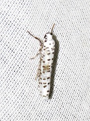 Yponomeuta strigillatus