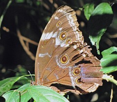 Morpho helenor achillides