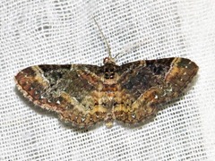 Melanthia ustiplaga