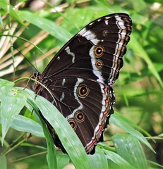 Morpho helenor achillides