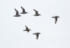 Calidris canutus rufa