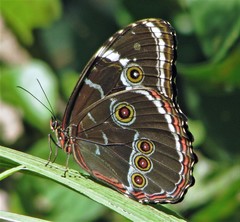 Morpho helenor achillides