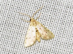 Calamoschoena stictalis