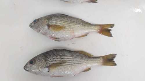 Yellowstripe grunt (Haemulopsis axillaris) — Haemulidae — 5