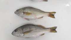 Haemulopsis axillaris