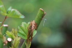 Insecta