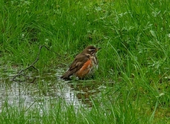 Turdus iliacus