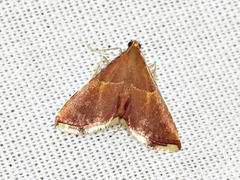 Endotricha erythralis