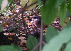 Phoenicurus phoenicurus