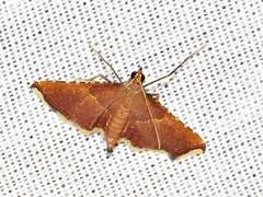 Endotricha erythralis