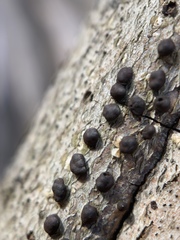 Jackrogersella cohaerens