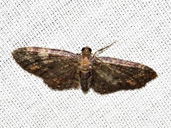 Horisme punctiscripta