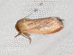 Aspidifrontia rufescens