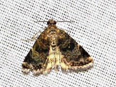 Acontiola hypoxantha