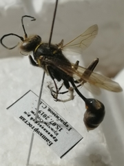 Sceliphron deforme